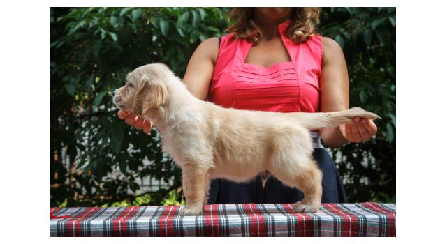 Щенки папийона (папильона) в питомнике Бон Плезир Щенки папийона (папильона) в питомнике Бон Плезир