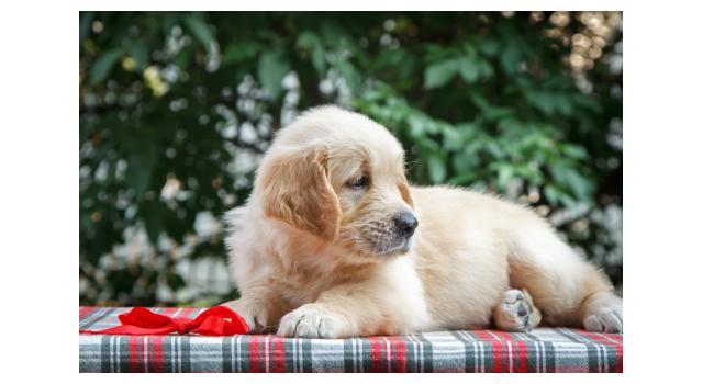 Щенки папийона (папильона) в питомнике Бон Плезир Щенки папийона (папильона) в питомнике Бон Плезир