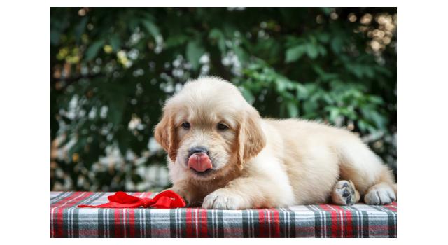 Щенки папийона (папильона) в питомнике Бон Плезир Щенки папийона (папильона) в питомнике Бон Плезир