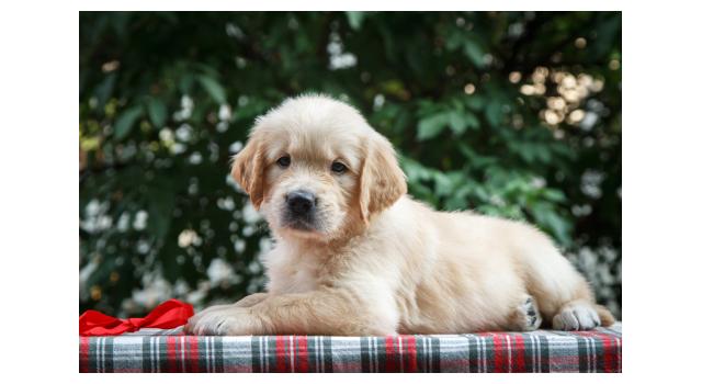 Щенки папийона (папильона) в питомнике Бон Плезир Щенки папийона (папильона) в питомнике Бон Плезир