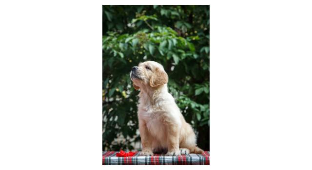 Щенки папийона (папильона) в питомнике Бон Плезир Щенки папийона (папильона) в питомнике Бон Плезир