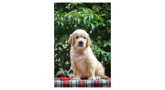 Щенки папийона (папильона) в питомнике Бон Плезир Щенки папийона (папильона) в питомнике Бон Плезир