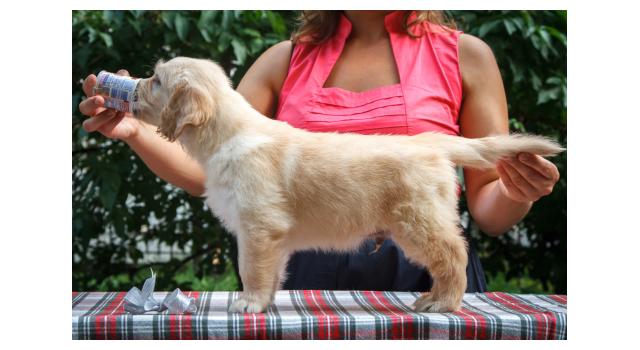 Щенки папийона (папильона) в питомнике Бон Плезир Щенки папийона (папильона) в питомнике Бон Плезир