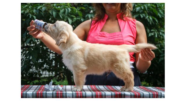 Щенки папийона (папильона) в питомнике Бон Плезир Щенки папийона (папильона) в питомнике Бон Плезир