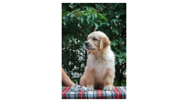 Щенки папийона (папильона) в питомнике Бон Плезир Щенки папийона (папильона) в питомнике Бон Плезир