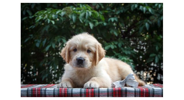 Щенки папийона (папильона) в питомнике Бон Плезир Щенки папийона (папильона) в питомнике Бон Плезир