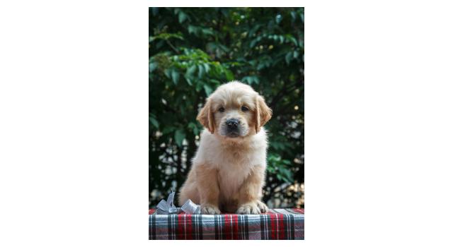 Щенки папийона (папильона) в питомнике Бон Плезир Щенки папийона (папильона) в питомнике Бон Плезир