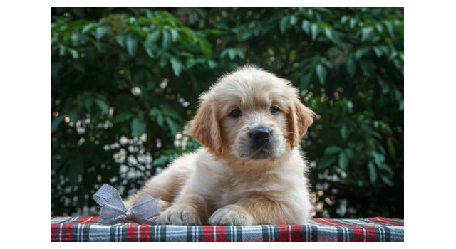 Щенки папийона (папильона) в питомнике Бон Плезир Щенки папийона (папильона) в питомнике Бон Плезир