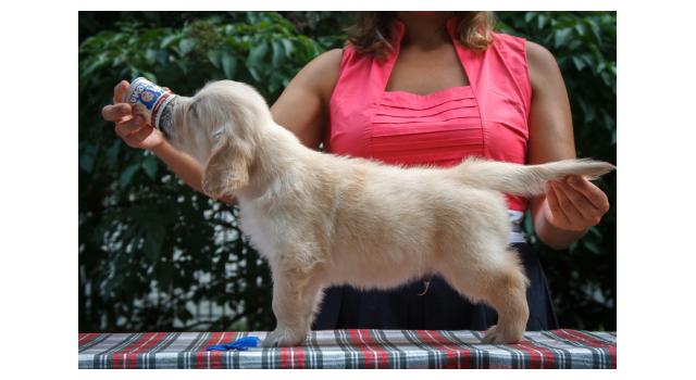 Щенки папийона (папильона) в питомнике Бон Плезир Щенки папийона (папильона) в питомнике Бон Плезир