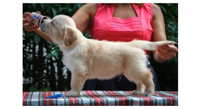 Щенки папийона (папильона) в питомнике Бон Плезир Щенки папийона (папильона) в питомнике Бон Плезир