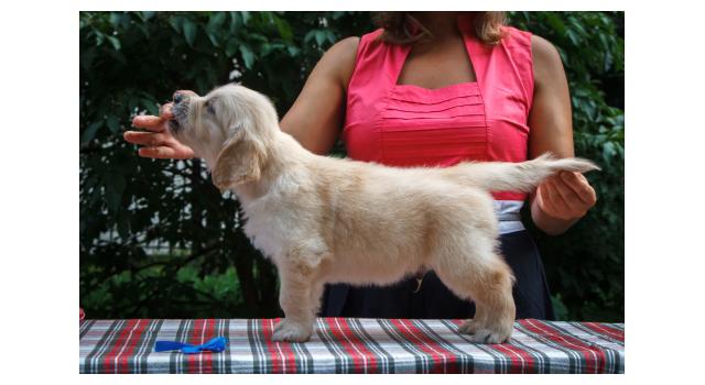 Щенки папийона (папильона) в питомнике Бон Плезир Щенки папийона (папильона) в питомнике Бон Плезир