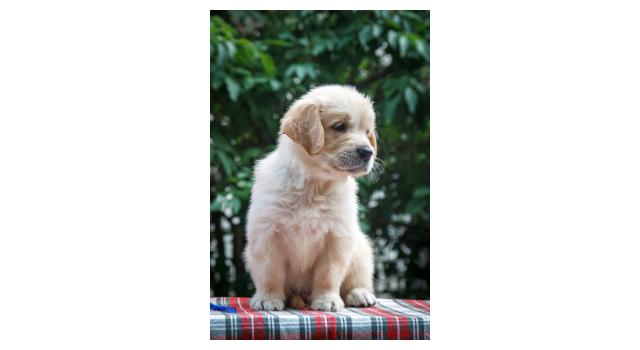 Щенки папийона (папильона) в питомнике Бон Плезир Щенки папийона (папильона) в питомнике Бон Плезир