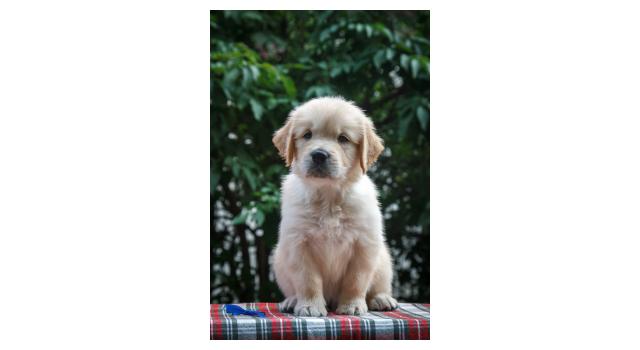 Щенки папийона (папильона) в питомнике Бон Плезир Щенки папийона (папильона) в питомнике Бон Плезир