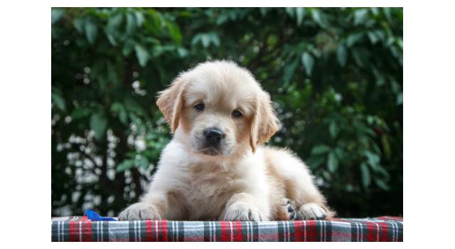 Щенки папийона (папильона) в питомнике Бон Плезир Щенки папийона (папильона) в питомнике Бон Плезир