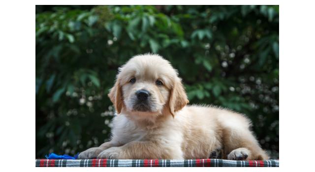 Щенки папийона (папильона) в питомнике Бон Плезир Щенки папийона (папильона) в питомнике Бон Плезир