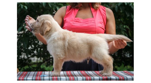 Щенки папийона (папильона) в питомнике Бон Плезир Щенки папийона (папильона) в питомнике Бон Плезир