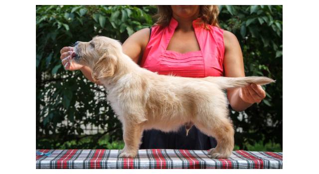 Щенки папийона (папильона) в питомнике Бон Плезир Щенки папийона (папильона) в питомнике Бон Плезир