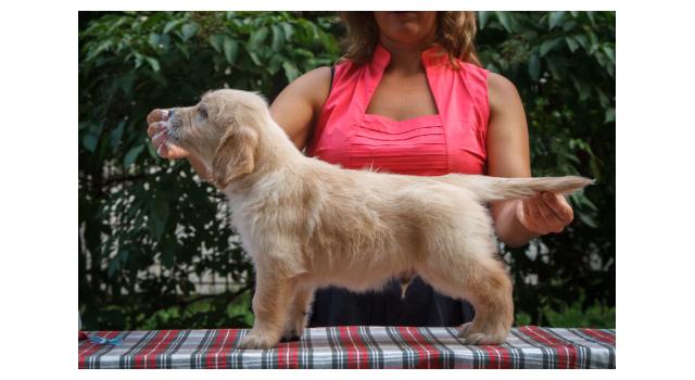 Щенки папийона (папильона) в питомнике Бон Плезир Щенки папийона (папильона) в питомнике Бон Плезир