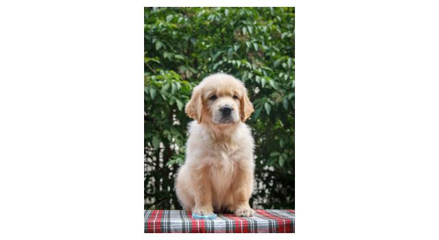 Щенки папийона (папильона) в питомнике Бон Плезир Щенки папийона (папильона) в питомнике Бон Плезир