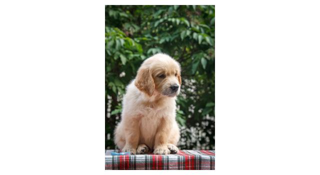 Щенки папийона (папильона) в питомнике Бон Плезир Щенки папийона (папильона) в питомнике Бон Плезир