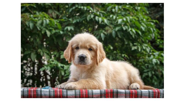 Щенки папийона (папильона) в питомнике Бон Плезир Щенки папийона (папильона) в питомнике Бон Плезир