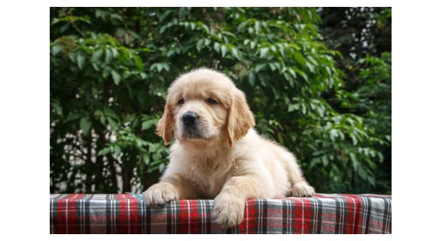 Щенки папийона (папильона) в питомнике Бон Плезир Щенки папийона (папильона) в питомнике Бон Плезир