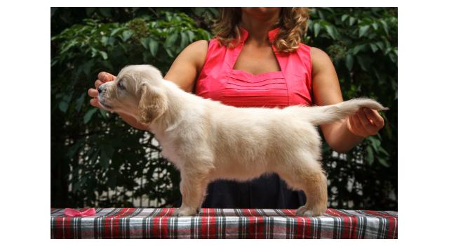 Щенки папийона (папильона) в питомнике Бон Плезир Щенки папийона (папильона) в питомнике Бон Плезир