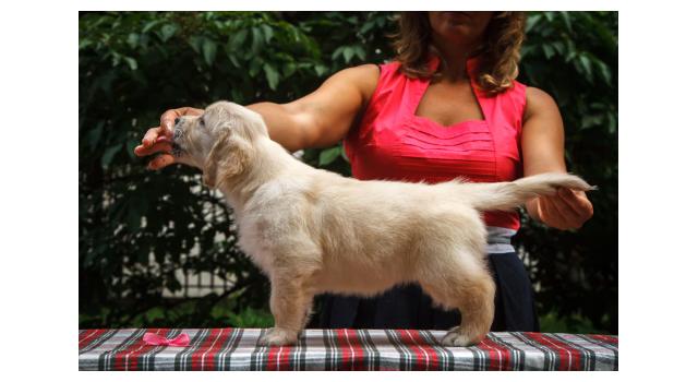 Щенки папийона (папильона) в питомнике Бон Плезир Щенки папийона (папильона) в питомнике Бон Плезир