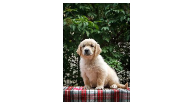 Щенки папийона (папильона) в питомнике Бон Плезир Щенки папийона (папильона) в питомнике Бон Плезир