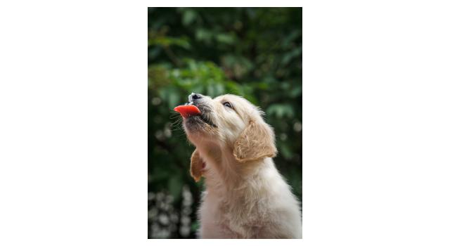 Щенки папийона (папильона) в питомнике Бон Плезир Щенки папийона (папильона) в питомнике Бон Плезир