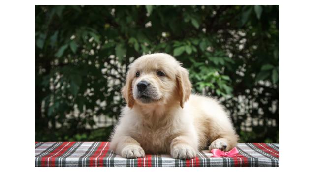 Щенки папийона (папильона) в питомнике Бон Плезир Щенки папийона (папильона) в питомнике Бон Плезир