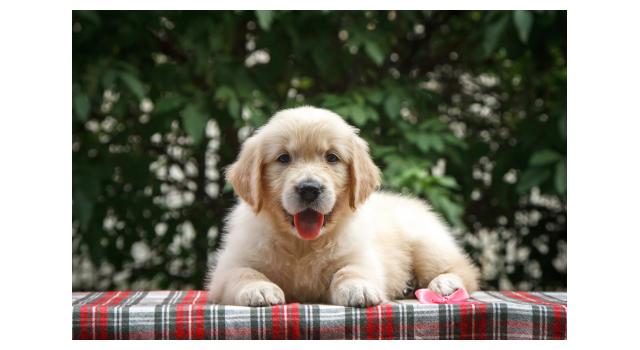 Щенки папийона (папильона) в питомнике Бон Плезир Щенки папийона (папильона) в питомнике Бон Плезир