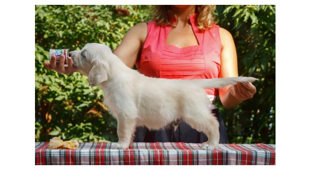 Щенки папийона (папильона) в питомнике Бон Плезир Щенки папийона (папильона) в питомнике Бон Плезир