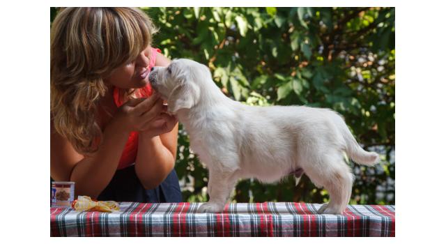 Щенки папийона (папильона) в питомнике Бон Плезир Щенки папийона (папильона) в питомнике Бон Плезир