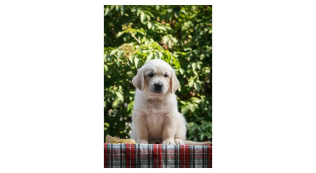 Щенки папийона (папильона) в питомнике Бон Плезир Щенки папийона (папильона) в питомнике Бон Плезир