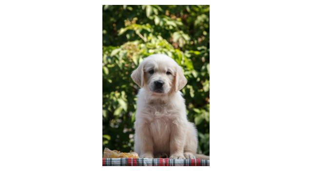 Щенки папийона (папильона) в питомнике Бон Плезир Щенки папийона (папильона) в питомнике Бон Плезир