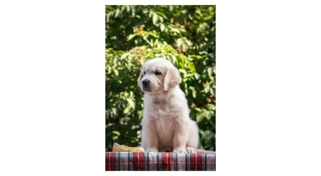 Щенки папийона (папильона) в питомнике Бон Плезир Щенки папийона (папильона) в питомнике Бон Плезир