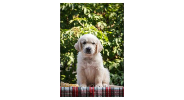 Щенки папийона (папильона) в питомнике Бон Плезир Щенки папийона (папильона) в питомнике Бон Плезир