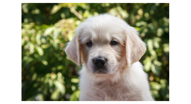 Щенки папийона (папильона) в питомнике Бон Плезир Щенки папийона (папильона) в питомнике Бон Плезир