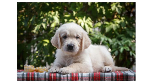Щенки папийона (папильона) в питомнике Бон Плезир Щенки папийона (папильона) в питомнике Бон Плезир