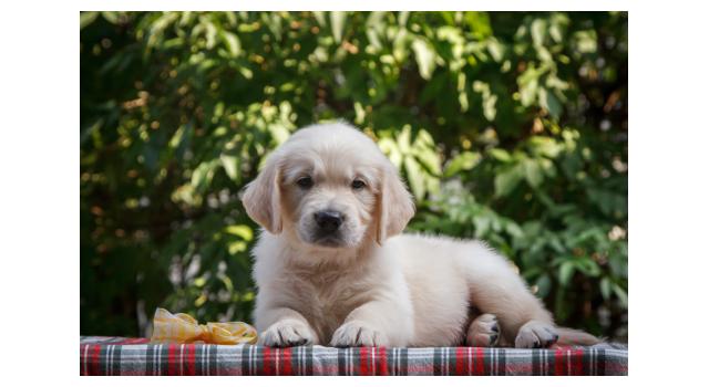 Щенки папийона (папильона) в питомнике Бон Плезир Щенки папийона (папильона) в питомнике Бон Плезир
