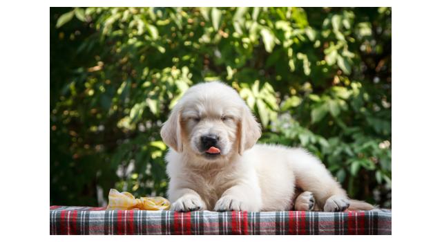 Щенки папийона (папильона) в питомнике Бон Плезир Щенки папийона (папильона) в питомнике Бон Плезир