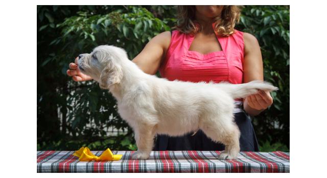 Щенки папийона (папильона) в питомнике Бон Плезир Щенки папийона (папильона) в питомнике Бон Плезир