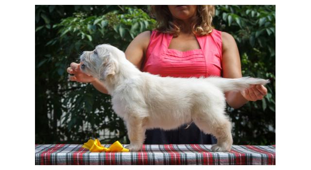 Щенки папийона (папильона) в питомнике Бон Плезир Щенки папийона (папильона) в питомнике Бон Плезир