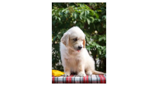 Щенки папийона (папильона) в питомнике Бон Плезир Щенки папийона (папильона) в питомнике Бон Плезир