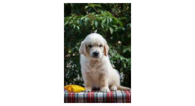 Щенки папийона (папильона) в питомнике Бон Плезир Щенки папийона (папильона) в питомнике Бон Плезир