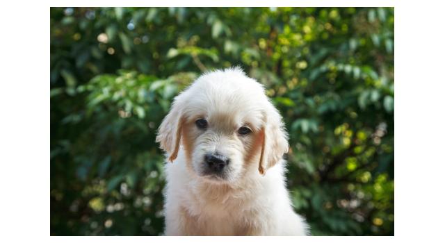 Щенки папийона (папильона) в питомнике Бон Плезир Щенки папийона (папильона) в питомнике Бон Плезир