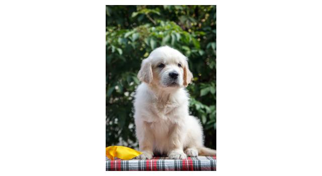 Щенки папийона (папильона) в питомнике Бон Плезир Щенки папийона (папильона) в питомнике Бон Плезир