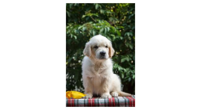 Щенки папийона (папильона) в питомнике Бон Плезир Щенки папийона (папильона) в питомнике Бон Плезир