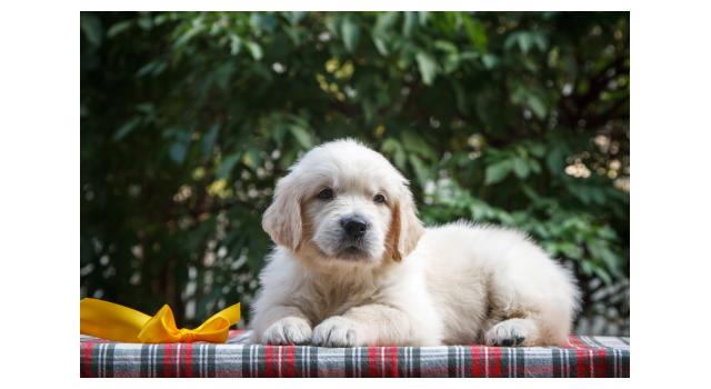Щенки папийона (папильона) в питомнике Бон Плезир Щенки папийона (папильона) в питомнике Бон Плезир